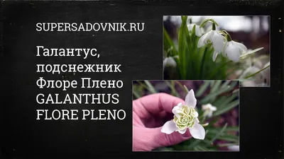 галантус элвесий елевеский снегопад в дикой природе. красная книга Стоковое  Фото - изображение насчитывающей весна, естественно: 274388288