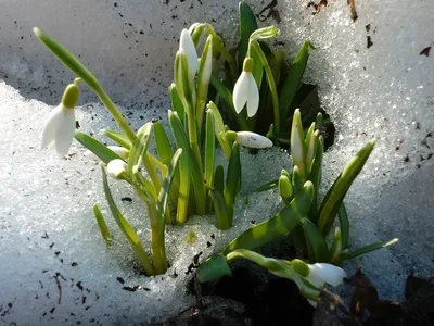 Галантус или Подснежник (Galanthus)