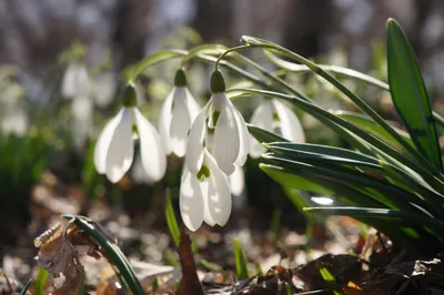 Галантус (подснежник) Флоре Плено / GALANTHUS FLORE PLENO - YouTube