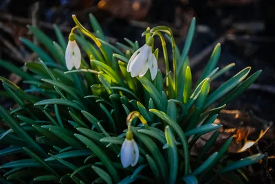 Фотокаталог растений: Подснежник Элвиса (Galanthus elwesii)