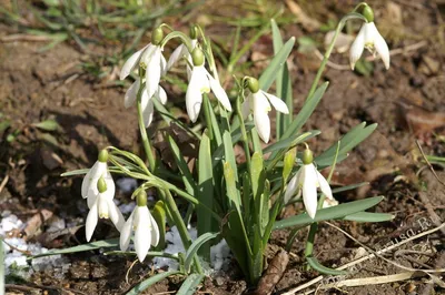 подснежник (галантус, Galanthus) жж DSC_7958 | Andrey Salikov | Flickr