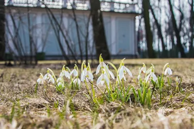 Подснежник (Галантус) 4/5 (5 шт) купить в Украине с доставкой | Цена в  Svitroslyn.ua