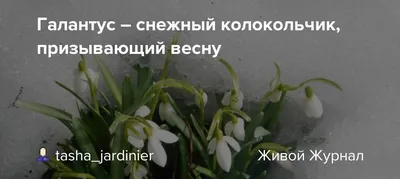 Подснежник (Галантус) NIVALIS, 10 шт., купить саженцы в интернет магазине  Seedspost.ru