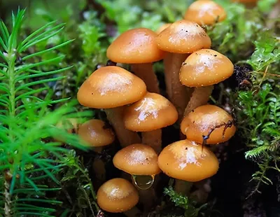 Галерина окаймлённая. Рассказываю, как выглядят эти опасные грибы и чем  отличаются от опят | грибной критик | Дзен