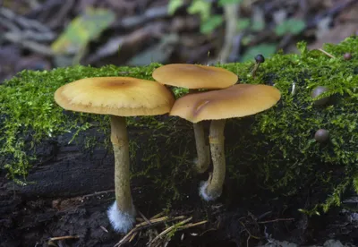 Галерина окаймленная (Galerina marginata) - грибы России