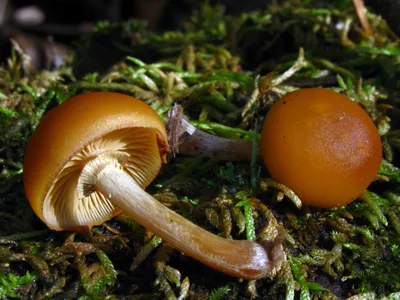 Файл:Galerina marginata 61108.jpg — Википедия