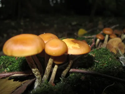 Галерина окаймленная: смертельно ядовитый гриб | Это грибы! | Дзен