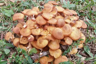 Галерина окаймлённая (Galerina marginata) – Грибы Сибири [Вложение: 11359]