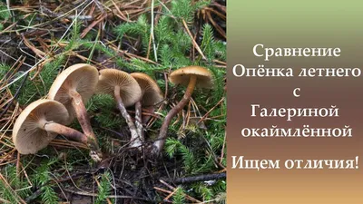 Ядовитый гриб — близнец опенка распространился в лесах Подмосковья