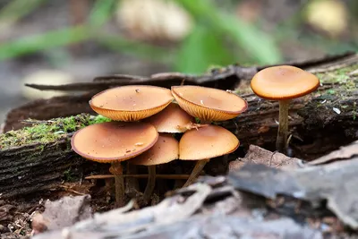 Галерина окаймлённая (Galerina marginata) – Грибы Сибири