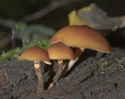 Файл:Galerina marginata 63678.jpg — Википедия