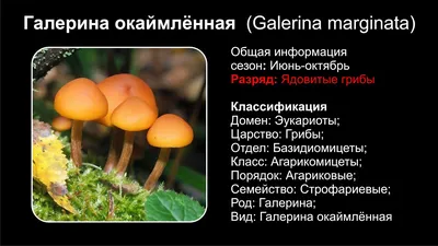 Нашествие ядовитых грибов в Подмосковье, похожих на летних опят Это галерина  окаймленная, и употребление ее в пищу может привести к… | Instagram