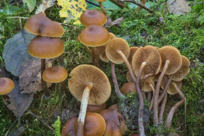 Галерина окаймлённая (lat. Galerina marginata) | вид ядовиты… | Flickr