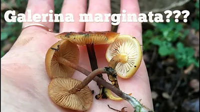 Галерина окаймлённая (Galerina marginata) - YouTube