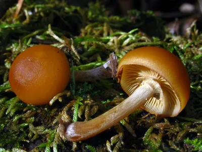 Галерина окаймленная (Galerina marginata) - грибы России