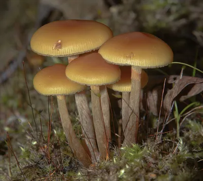 Galerina marginata vs Flammulina velutipes: how are they different? -  YouTube