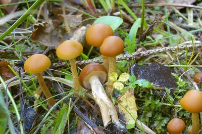 Галерина окаймлённая (Galerina marginata). Фото на сайте \"Грибы: информация  и фотографии\"