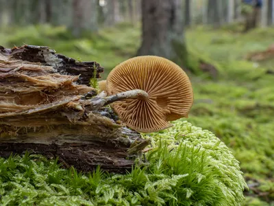 Новости : съедобные грибы - Еженедельник «ЗВЕЗДА»