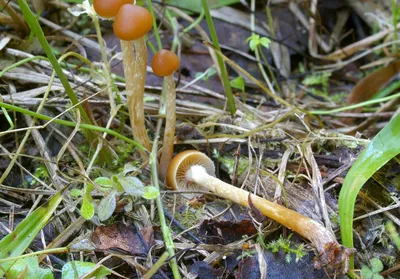 Galerina marginata, Галерина окаймлённая