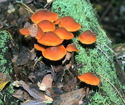 Галерина окаймленная (Galerina marginata) - грибы России