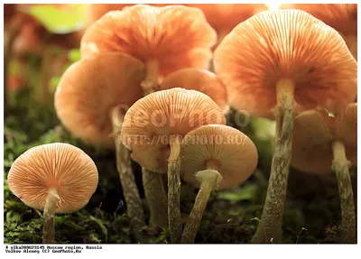 Galerina marginata, Галерина окаймлённая