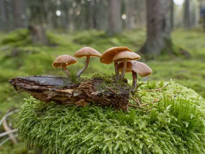 Галерина окаймленная (Galerina marginata) фото и описание | Грибы, Белые  цветы, Вид