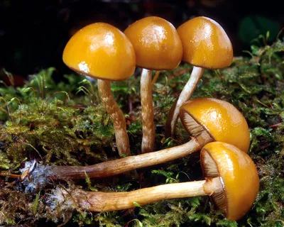 Фотография Галерина окаймлённая (Galerina marginata) Барыбино, Московская  область | Фотобанк ГеоФото/GeoPhoto | GetImages Group