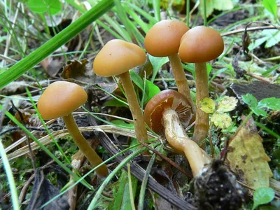 Файл:Galerina marginata.jpg — Википедия