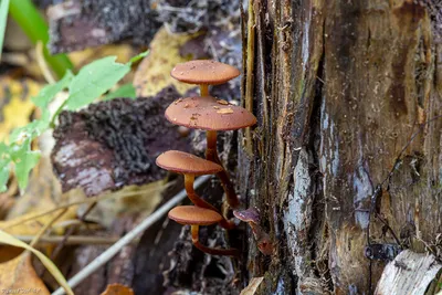 Galerina sideroides, Галерина звездообразная