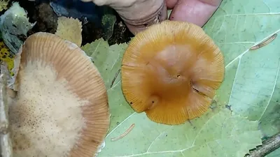 Galerina marginata p.1