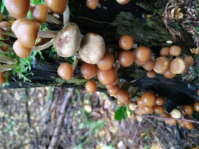 Галерина окаймленная (Galerina marginata) фотографии, видео и истории