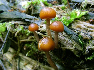 Фотография Галерина окаймлённая (Galerina marginata) Барыбино, Московская  область | Фотобанк ГеоФото/GeoPhoto | GetImages Group