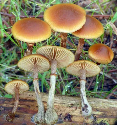 Жителей Подмосковья предупредили о большом количестве ядовитых грибов