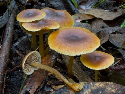 Галерина окаймленная (Galerina marginata) - грибы России