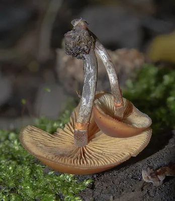 Фотокаталог грибов: Галерина окаймленная (Galerina marginata)