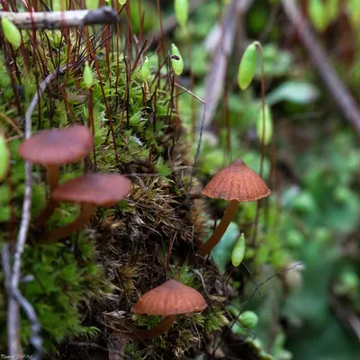 Галерина окаймленная (Galerina marginata) фото и описание | Грибы, Природа