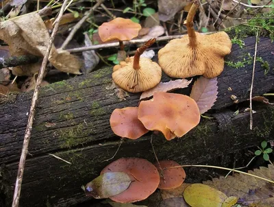 Галерина окаймлённая (Galerina marginata) – Грибы Сибири [Вложение: 11358]