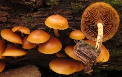 Галерина окаймлённая (Galerina marginata) - Picture Mushroom