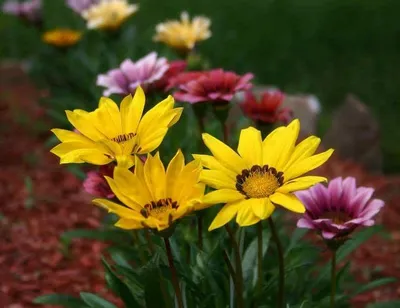 Газания или гацания: фото и виды цветка, особенности выращивания