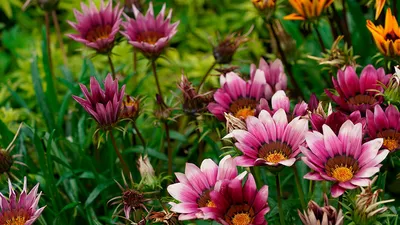 Гацания цветок: фото, описание, выращивание из семян и рассадой, посадка,  уход