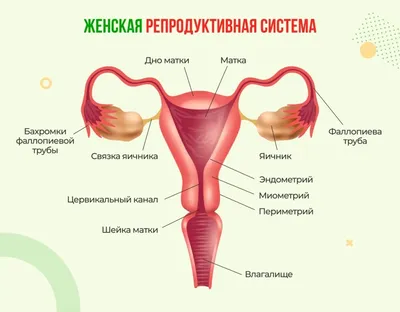 Аппендицит: с какой стороны находится, симптомы, признаки, диагностика и  лечение