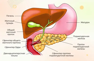 Перитонит - причины появления, симптомы заболевания, диагностика и способы  лечения