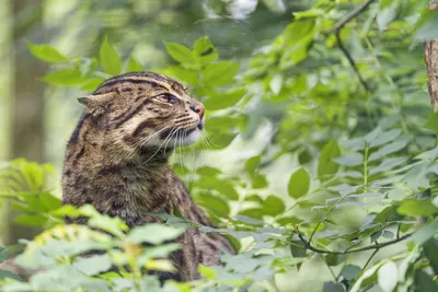 Где находится холка у кошки: фотографическое доказательство