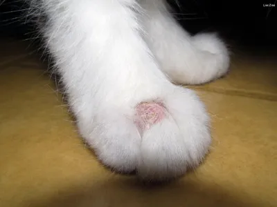 Картинка холки кошки: анатомическая особенность