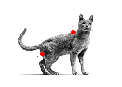 Изображение холки у кошки в png: доступно для скачивания