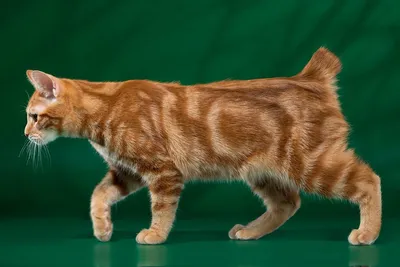 Фон с холкой кошки: создайте атмосферу природы на вашем экране