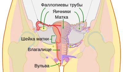 Где находится точка G — блог медицинского центра ОН Клиник