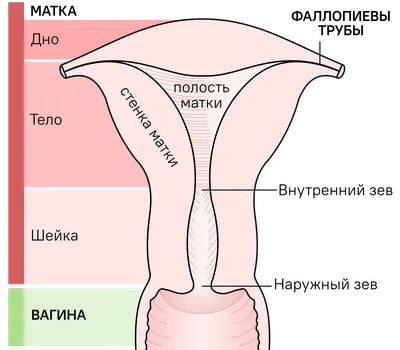 Лижущий язык вибратор для женщин точка G клиторальный стимулятор мини  клиторальная кожа женская перезаряжаемая соска Женский мастурбатор |  AliExpress