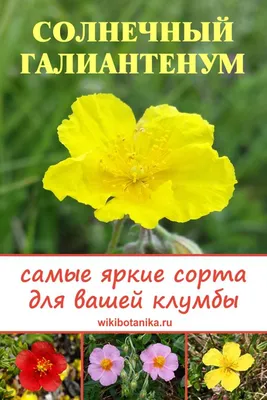 Гелиантемум на фоне цветочного сада: радость и яркость на вашем устройстве