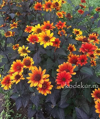 Яркие цветы Гелиопсис: фотоискусство во всей красе